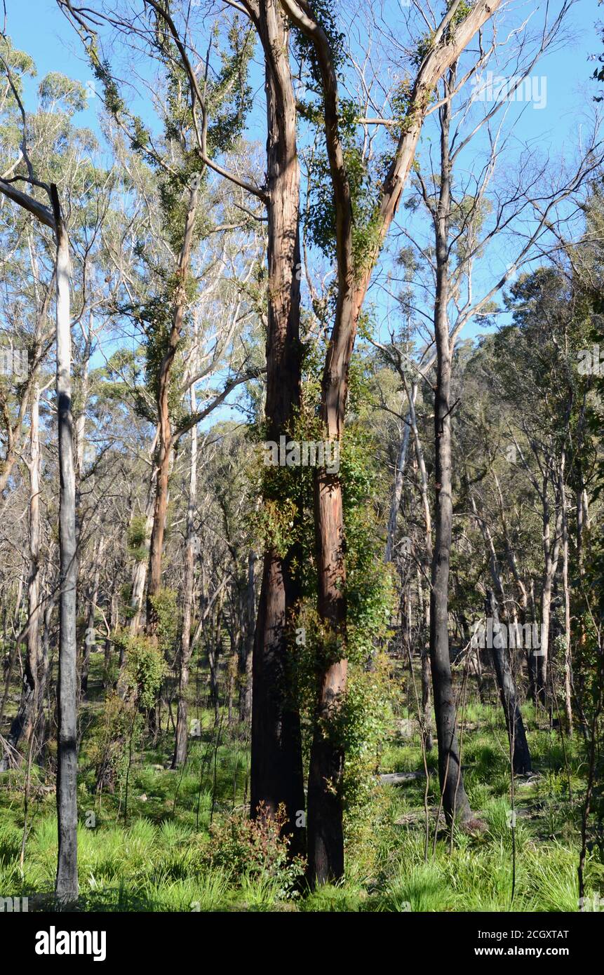 Nove mesi dopo i fuochi d'oro del dicembre 2019, la terra bruciata è coperta da buona copertura d'erba, outdo e alcuni alberi stanno mostrando segni di recupero Foto Stock