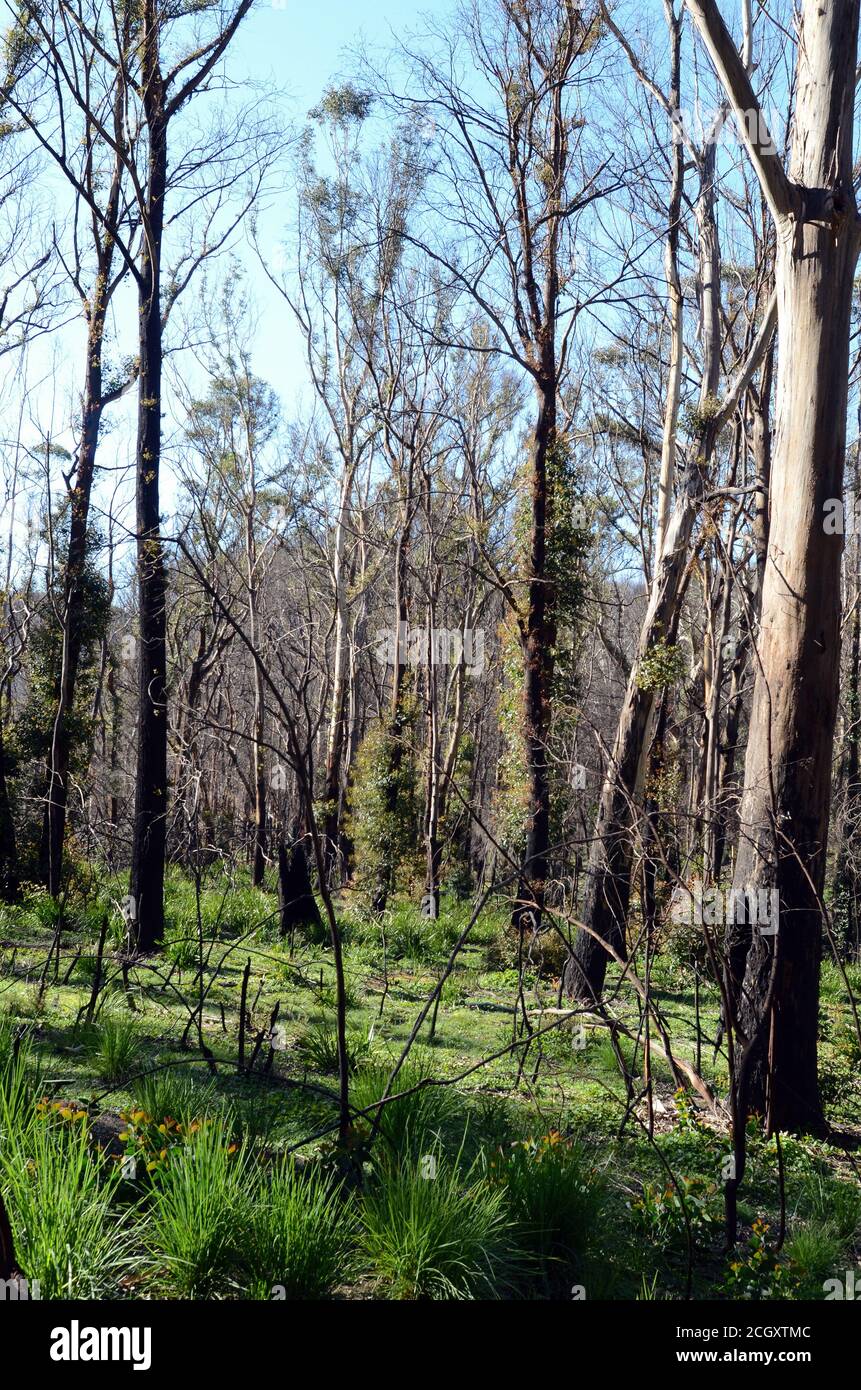 Nove mesi dopo i fuochi d'oro del dicembre 2019, la terra bruciata è coperta da buona copertura d'erba, outdo e alcuni alberi stanno mostrando segni di recupero Foto Stock