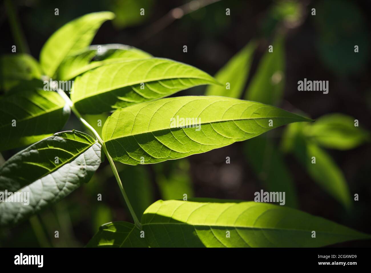 foglie verdi alla luce del sole del mattino Foto Stock
