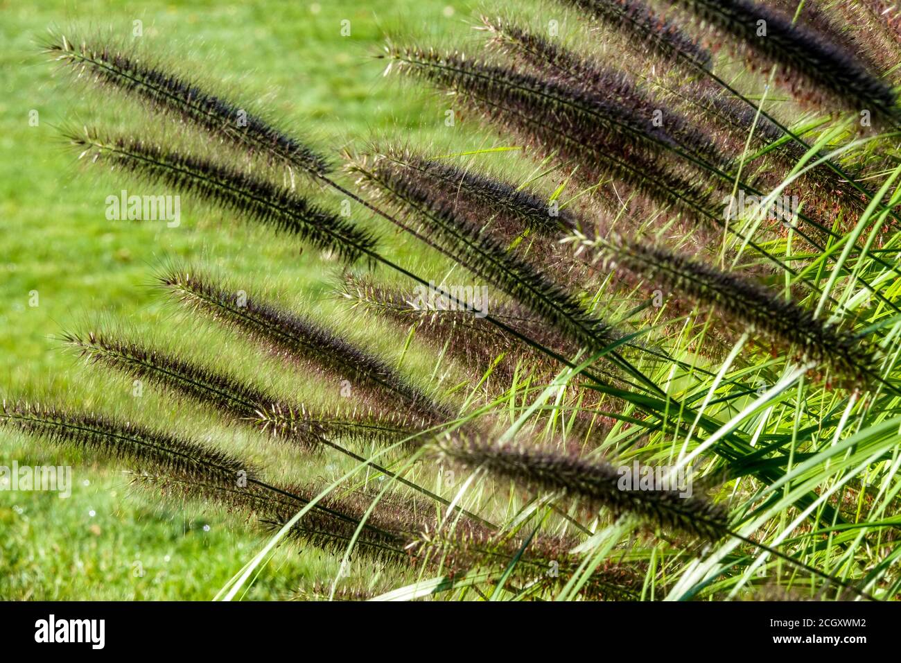Fontana nera Grass Pennisetum alopecuroides 'Moudry' tardo estate giardino perenni erbe ornamentali Pennisetum Moudry Foto Stock