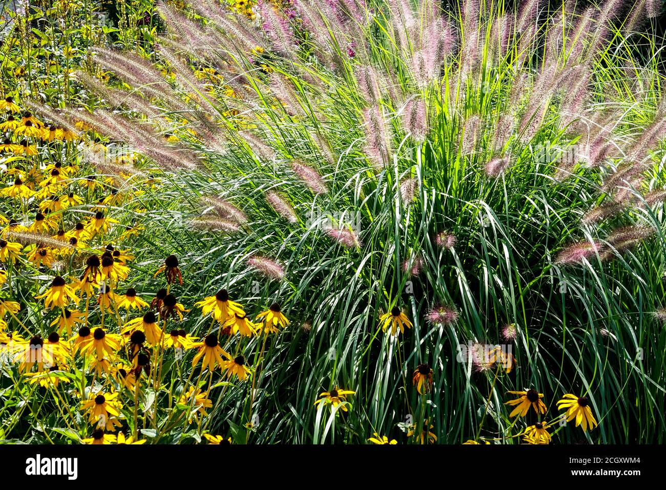 Fontana Grass Rudbeckia Goldsturm giardino autunnale in arrivo settembre fiori al confine del giardino, un grumo di erbe ornamentali Pennisetum alopecuroides Foto Stock