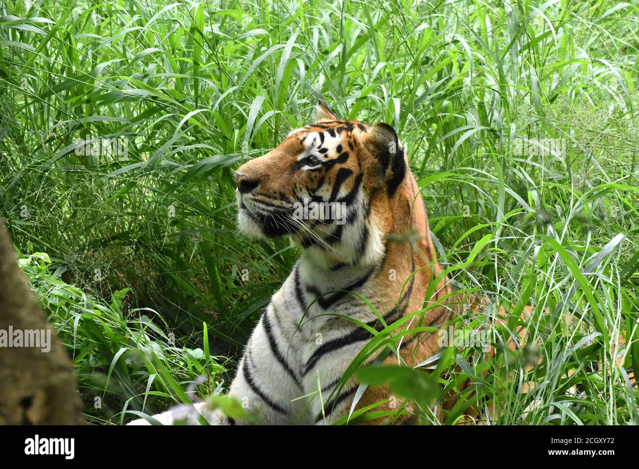 Tigre del Bengala (Panthera tigris tigris) Foto Stock