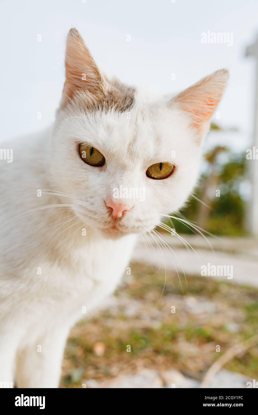 Primo piano del muso di un gatto bianco con un orecchio grigio su uno sfondo sfocato di erba e alberi. Foto Stock