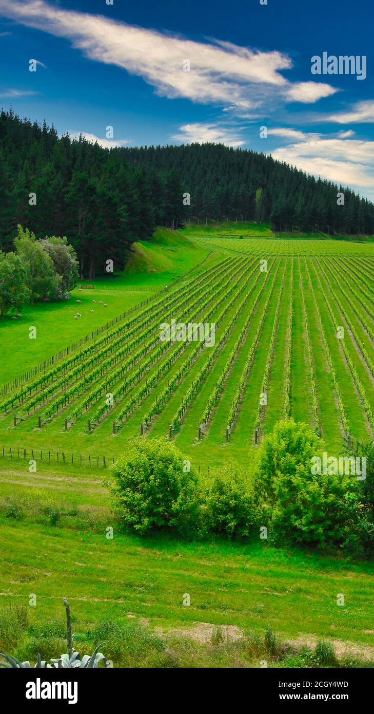 Fresche file di vigneti verdi a Napier Hawkes Bay Nuova Zelanda, Isola del Nord Foto Stock