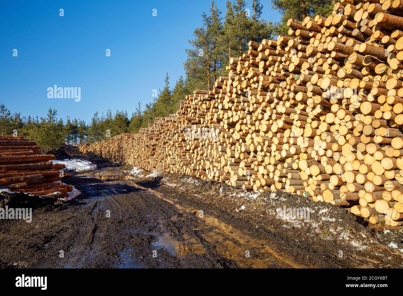 Tronchi di abete europeo (picea abies) raccolti impilati per tronchi di pali lungo la strada di tronchi umida e fangosa a Spring , Finlandia Foto Stock