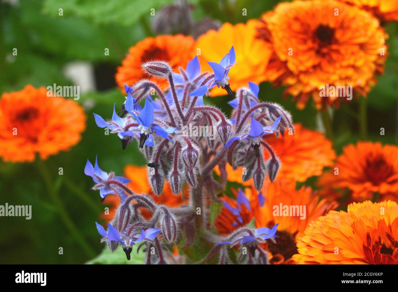 Blue Edible Herb Borage (Borago officinalis) Fiori con marigolds coltivati in un confine a RHS Garden Harlow Carr, Harrogate, Yorkshire, Inghilterra, UK. Foto Stock