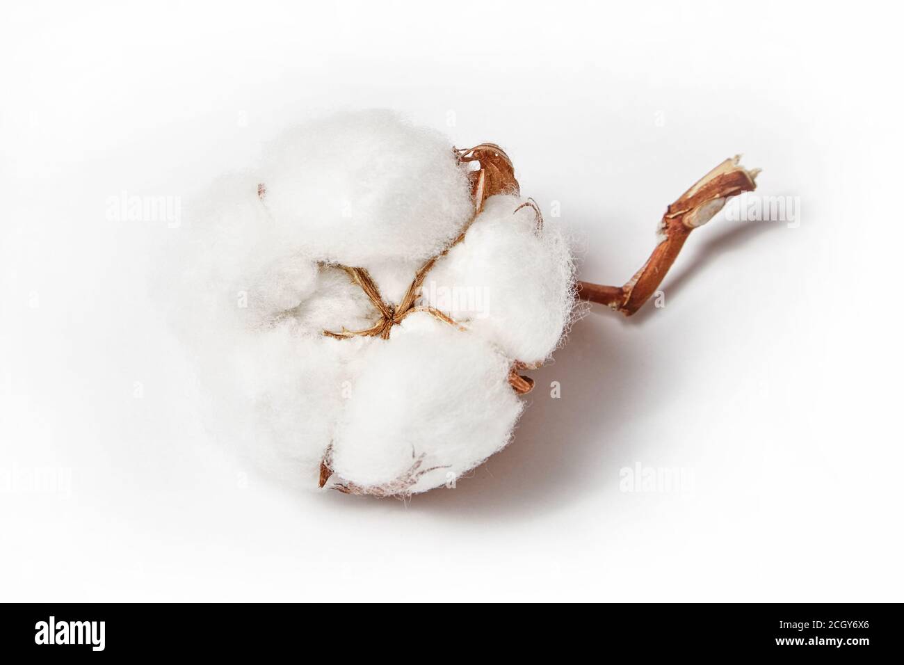 Soffice e delicato fiore di cotone su sfondo bianco Foto Stock