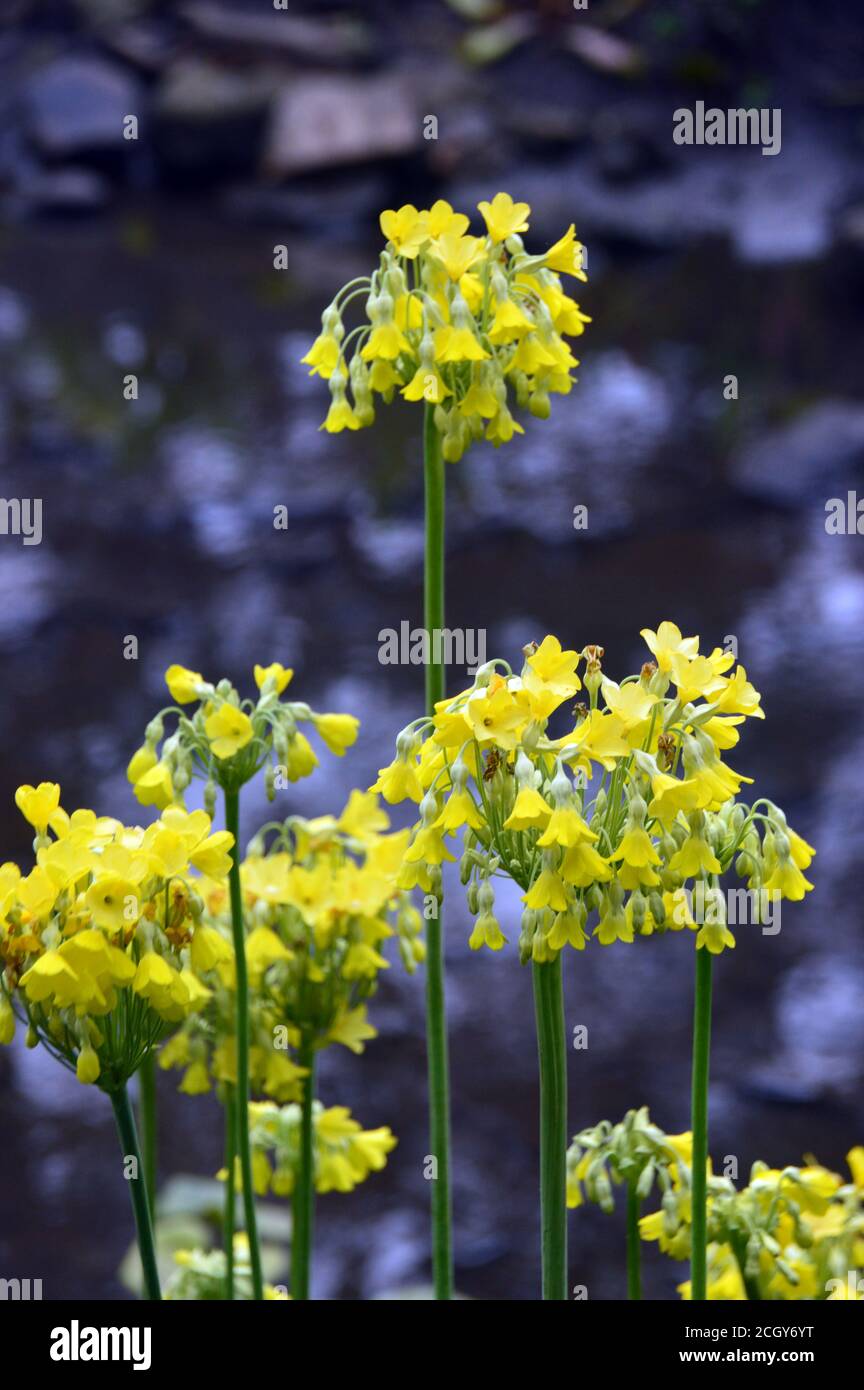 Primula giallo pallido 'Florindae' (polpaccio tibetano) Fiori coltivati in un confine a RHS Garden Harlow Carr, Harrogate, Yorkshire, Inghilterra, UK. Foto Stock