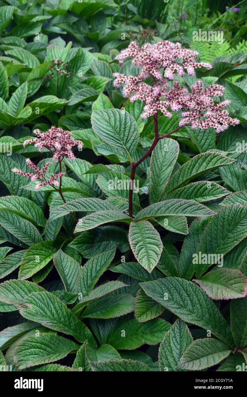 Fiori pinnata 'Chocolate Wing' di Rodgersia Rosa piccoli coltivati in un confine a RHS Garden Harlow Carr, Harrogate, Yorkshire, Inghilterra, Regno Unito. Foto Stock