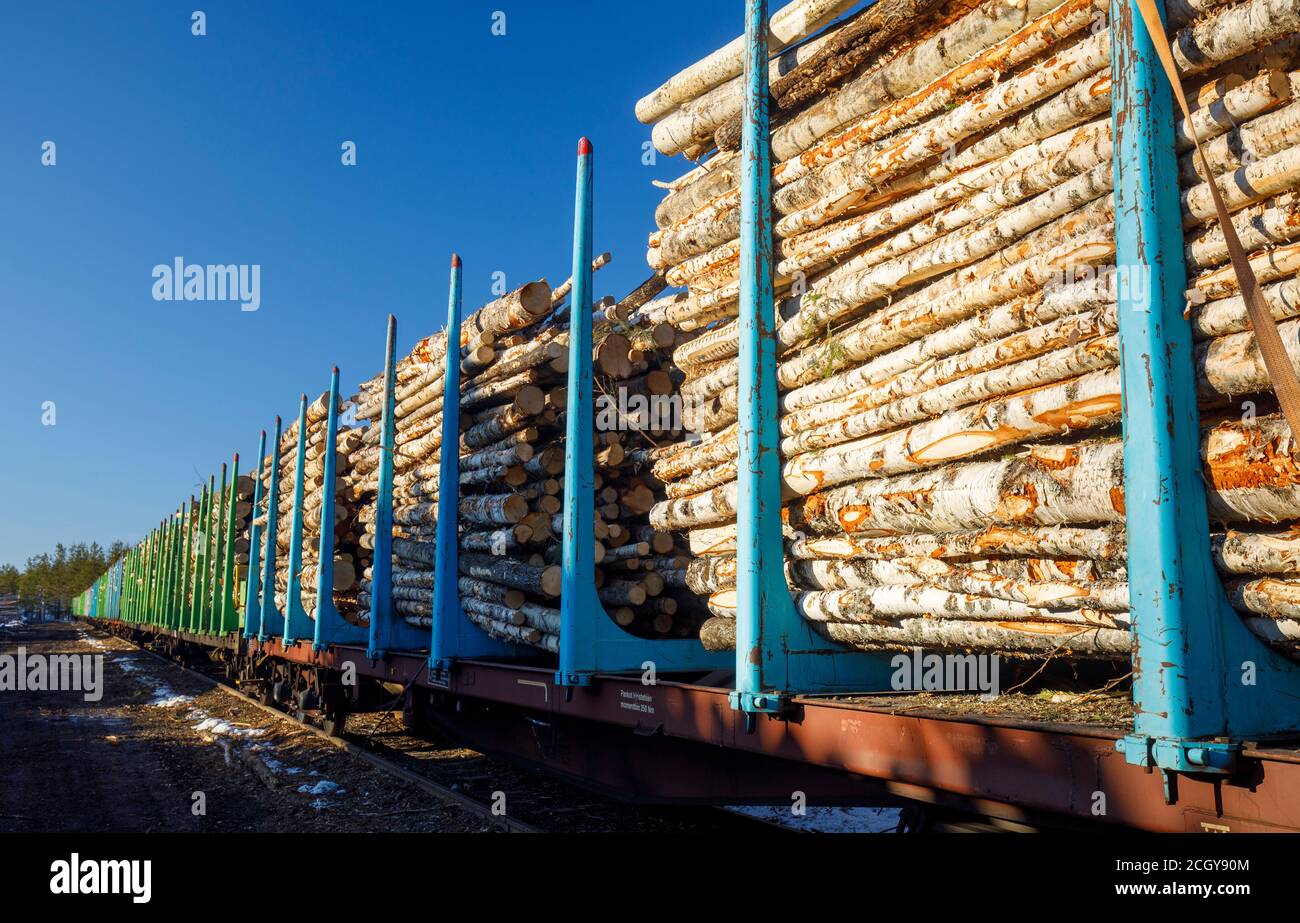Treno cargo pieno di tronchi europei di betulla, pali di acciaio che tengono i tronchi in posizione su carri flatcar aperti , Finlandia Foto Stock