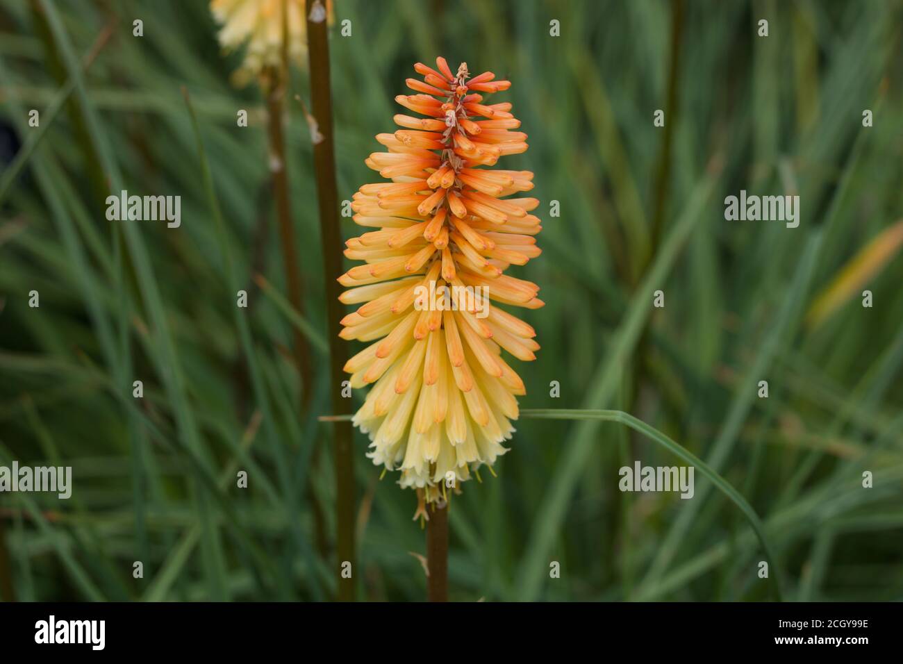 Singolo kniphofia o hot poker rosso su sfondo verde tenue Foto Stock