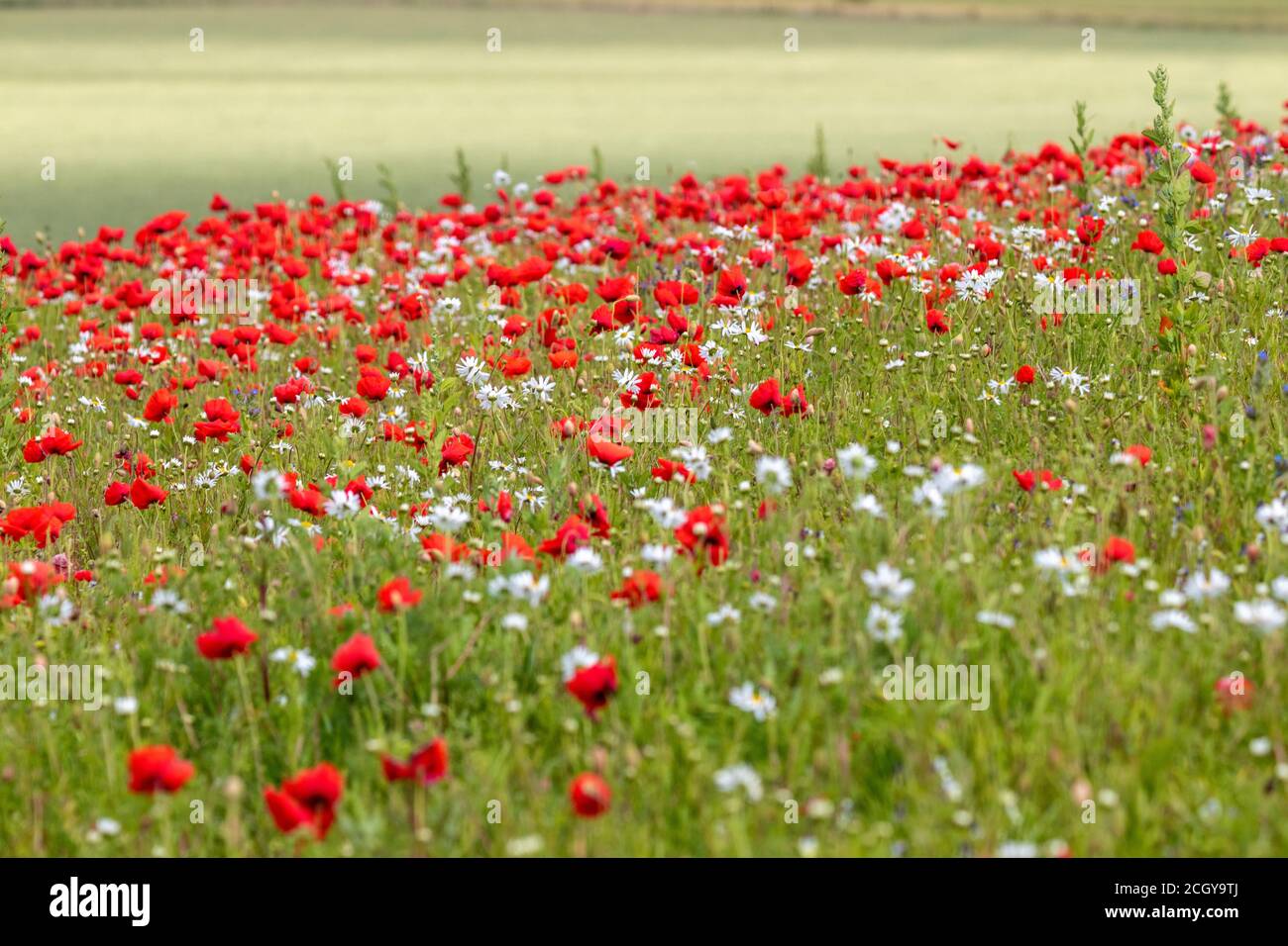 Un bel campo di papaveri vicino Largo Law, Lower Largo Fife, Scozia. Foto Stock