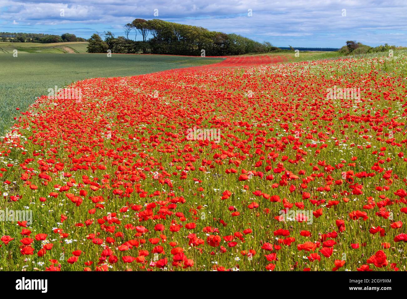 Un bel campo di papaveri vicino Largo Law, Lower Largo Fife, Scozia. Foto Stock