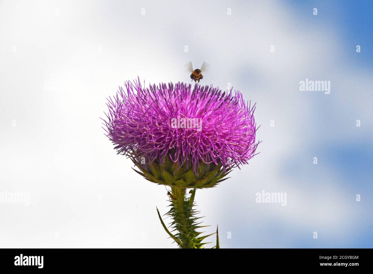 L'ape vola su un Carduo, fiore di thistle Foto Stock