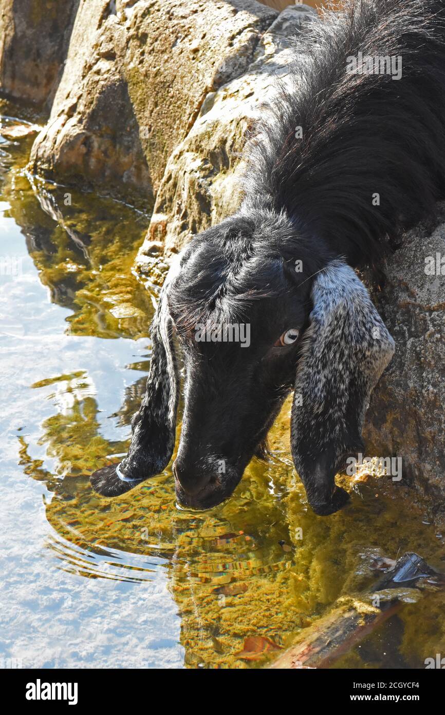 Capre bere acqua Foto Stock