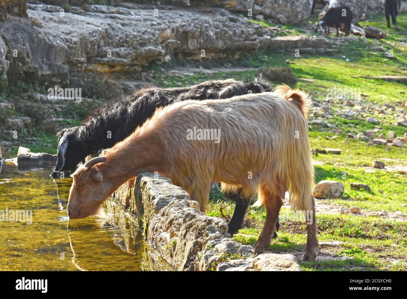 Capre bere acqua Foto Stock