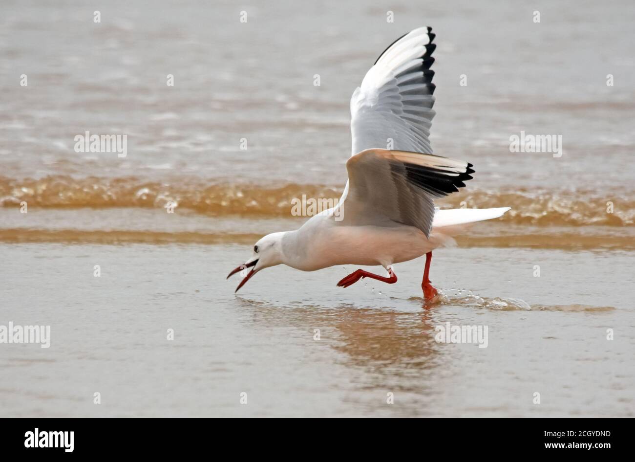 Gabbiano lavorato snello,(Chromicocephalus genei) Foto Stock
