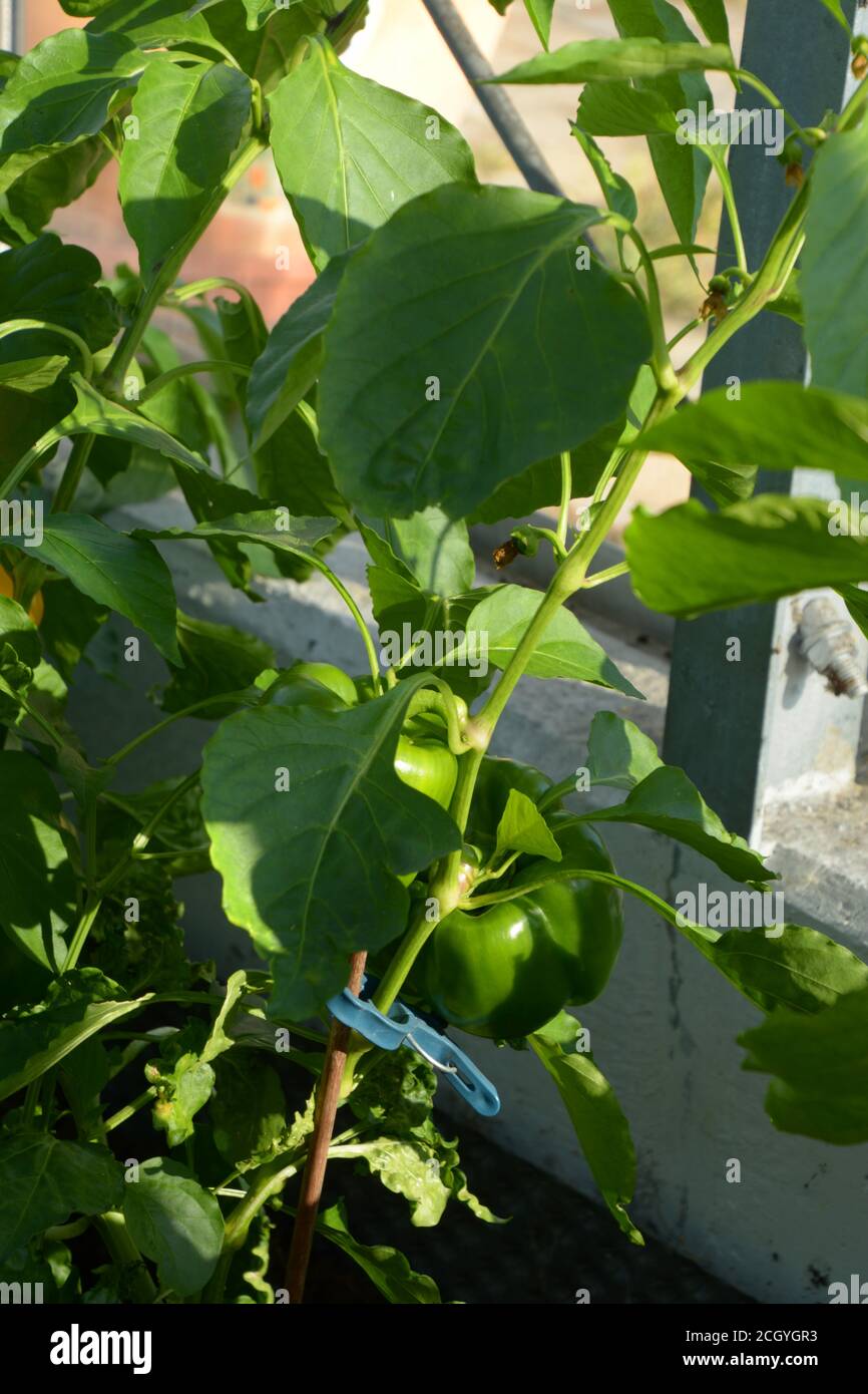 pianta verde capsicum che cresce in giardino organico in germania Foto Stock