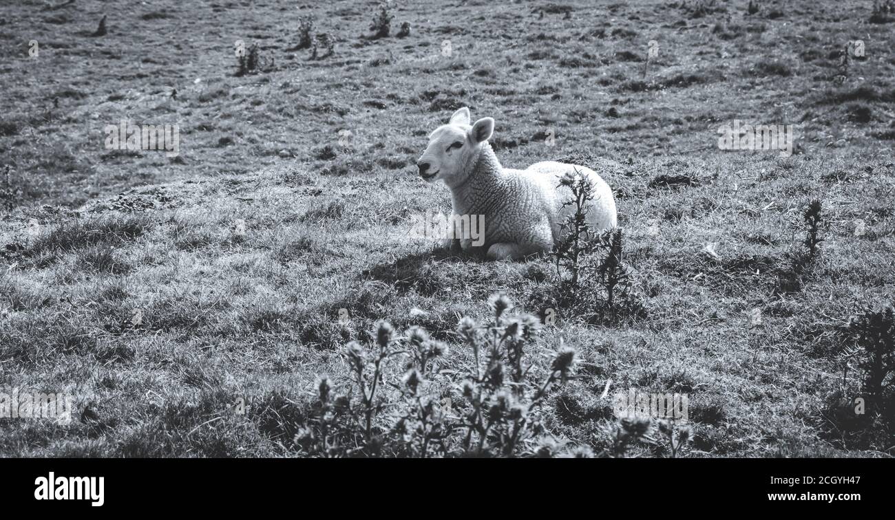 Foto in bianco e nero Agnello su erba verde Foto Stock