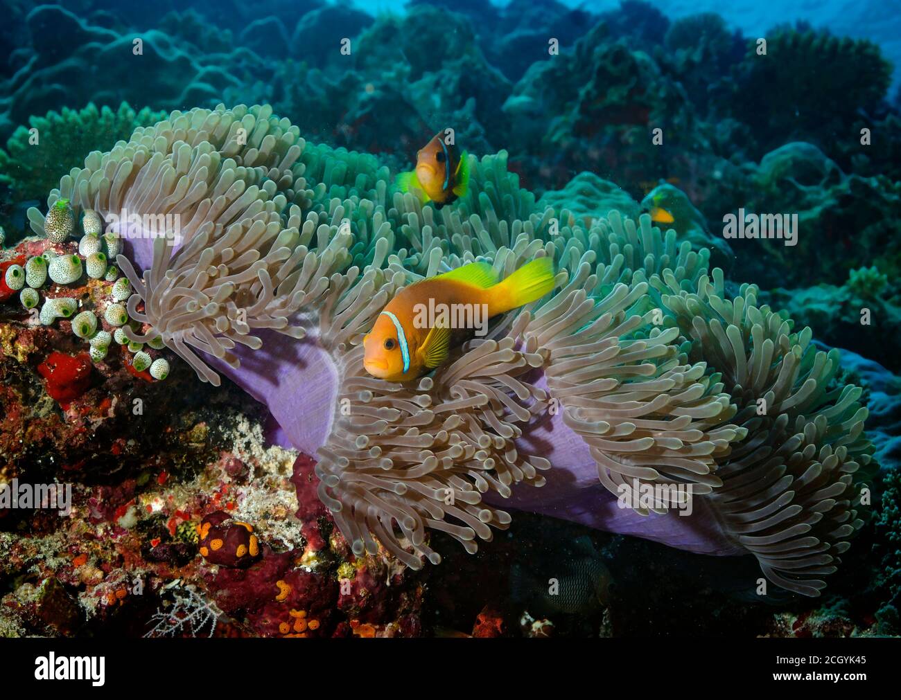 Anemonefish di Maldive, nigripes di Amphiprion in Anemone magnifico, Heteractis magnifica, isola di Bathala, Maldive Foto Stock