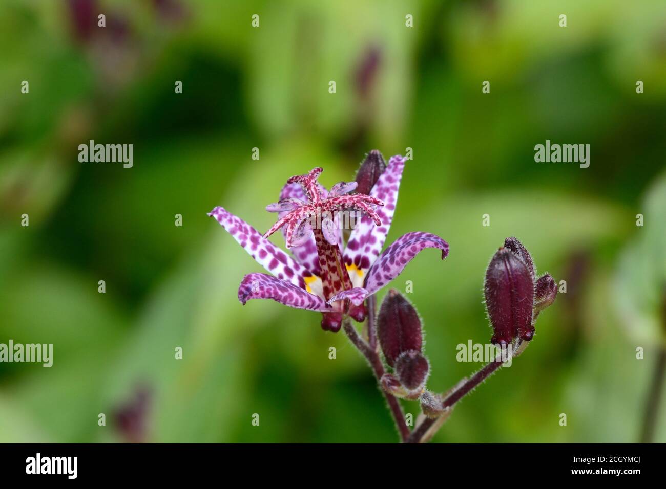 Tricyrtis formasana bellezza scura Giglio e boccioli Foto Stock