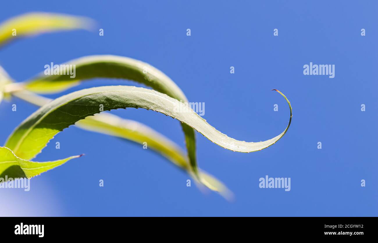 Cavatappi verdi foglie di salice contro il cielo blu in giornata di sole. Salix Matsudana. Sfondo naturale Foto Stock