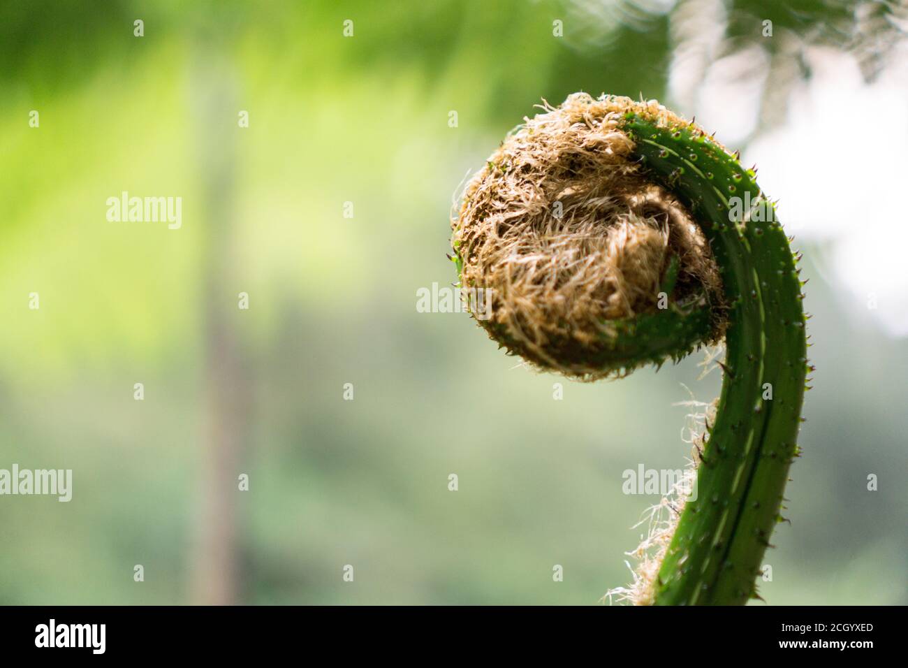 Una felce è un membro di un gruppo di vascolari piante (piante con xilem e floem) che si riproducono via spore e non hanno né semi né fiori Foto Stock