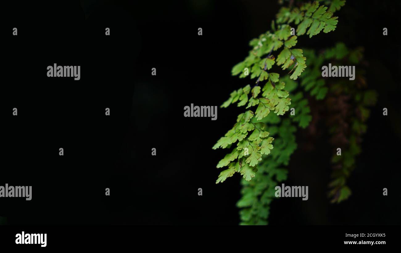 Una felce è un membro di un gruppo di vascolari piante (piante con xilem e floem) che si riproducono via spore e non hanno né semi né fiori Foto Stock