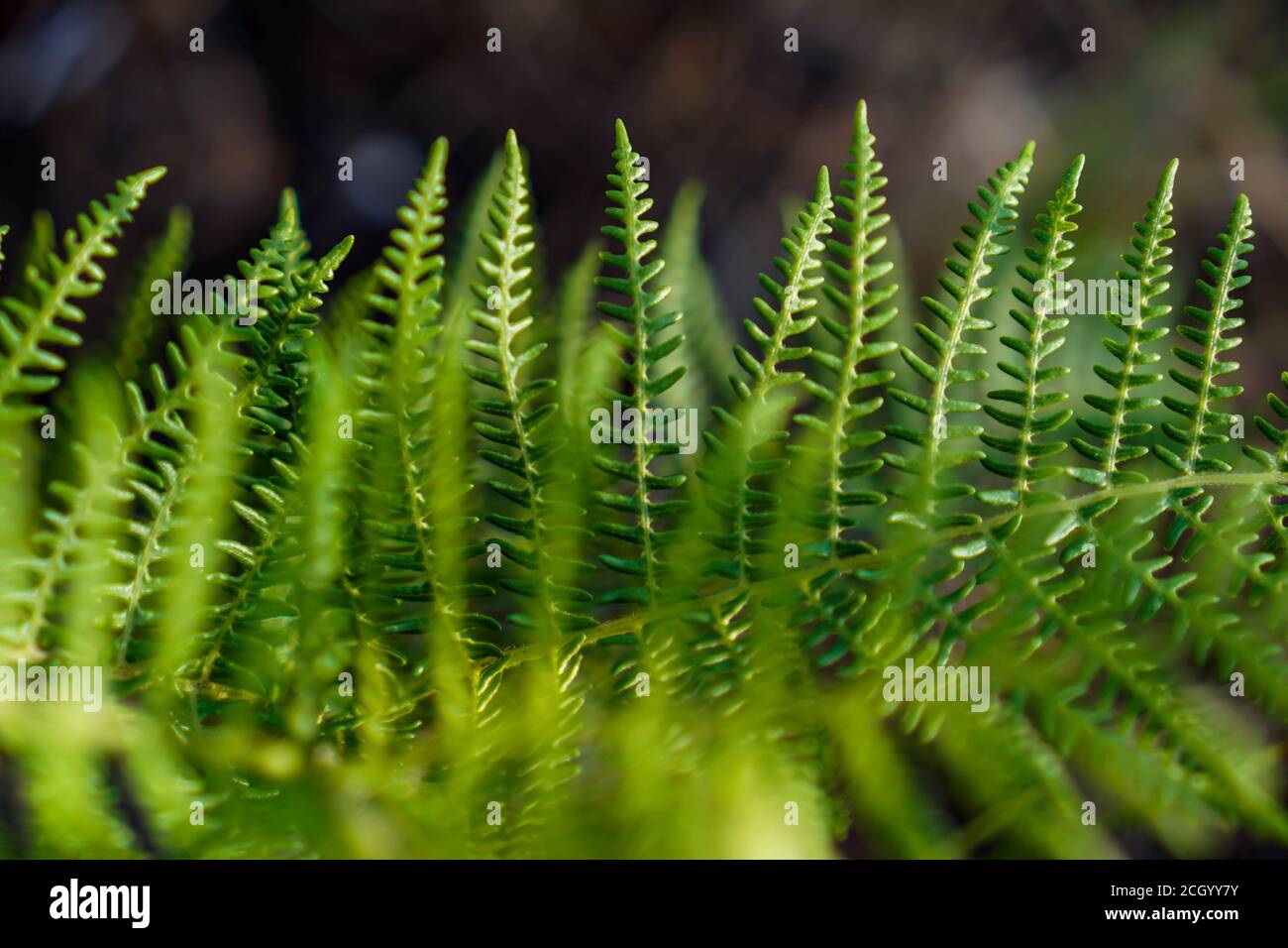 Una felce è un membro di un gruppo di vascolari piante (piante con xilem e floem) che si riproducono via spore e non hanno né semi né fiori Foto Stock