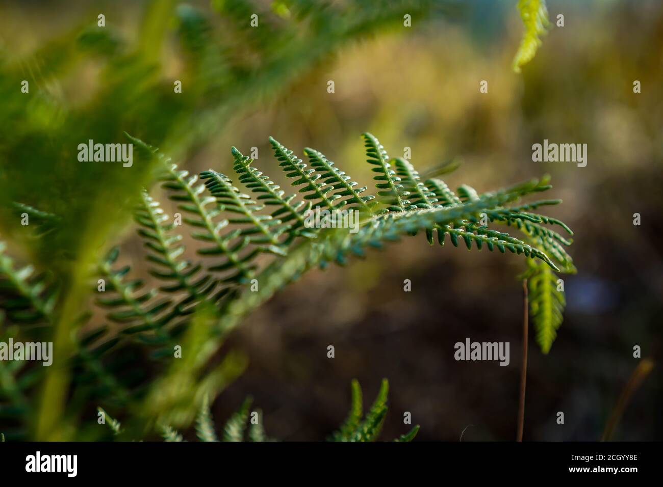 Una felce è un membro di un gruppo di vascolari piante (piante con xilem e floem) che si riproducono via spore e non hanno né semi né fiori Foto Stock