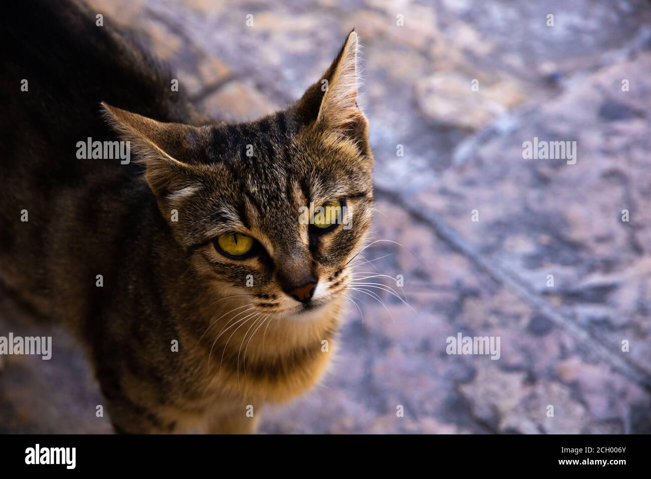 I famosi gatti di Cattaro che sono molto abituati alla gente, la città vecchia europea in Montenegro vicino al mare, animali carini nelle vecchie mura Foto Stock