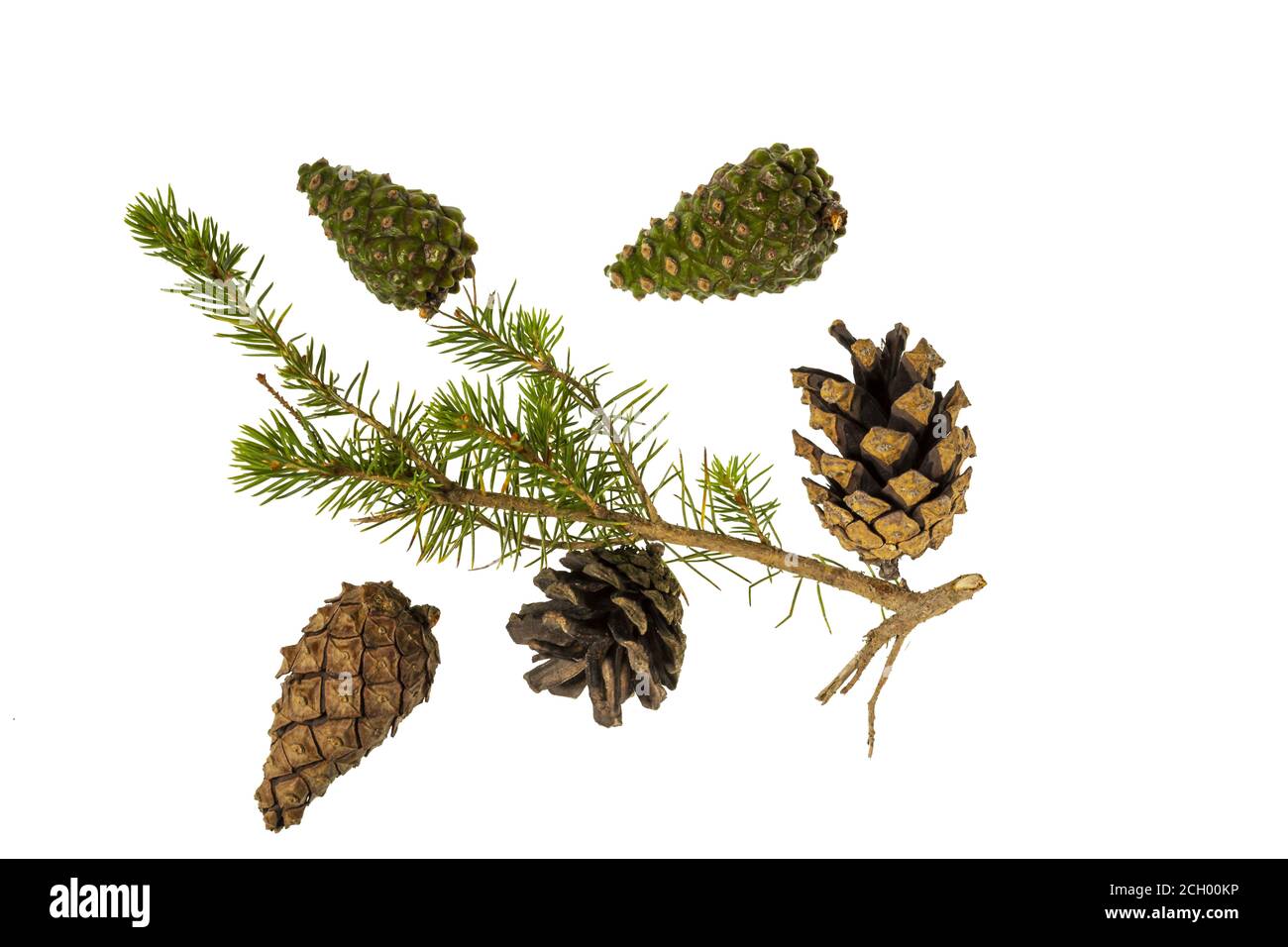 Primo piano vista del ramo verde dei pini con coni marroni isolati su sfondo bianco. Concetto di natura. Concetto di Natale. Foto Stock