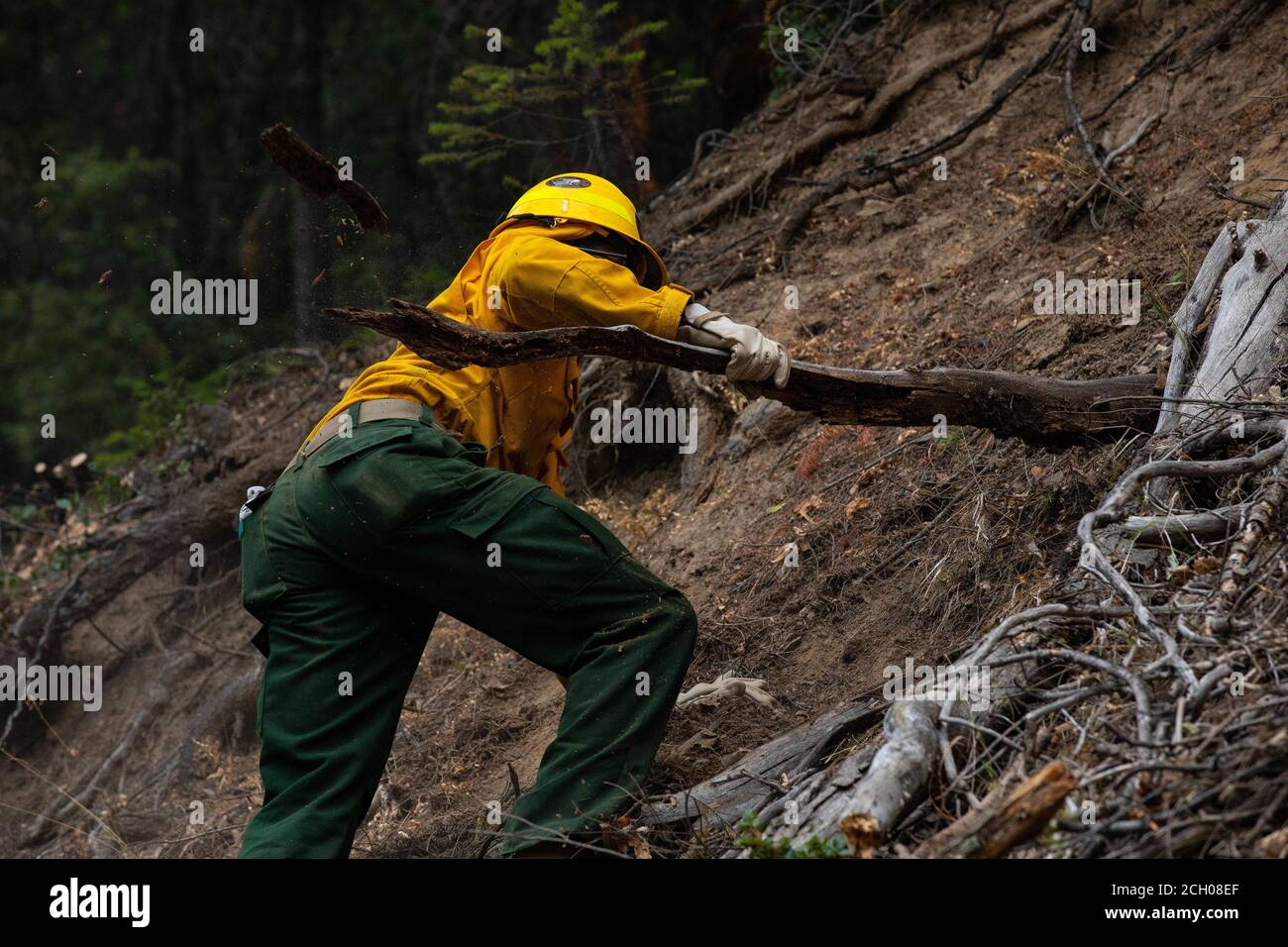 Un soldato con il 14° Battaglione dell'ingegnere brigata libera il combustibile da fuoco mentre si preparano le strade per le operazioni di burnout al complesso incendio di campo selvatico di agosto il 6 settembre 2020, nella foresta nazionale di Mendocino. Burnout prevede la rimozione di combustibile facilmente combustibile, come alberi e fogliame, contribuendo a prevenire la propagazione dell'incendio nelle terre selvatiche. I soldati con il 14° BEB sono schierati nella California del Nord, su richiesta del National Interagency Fire Center, a sostegno delle operazioni di risposta antincendio del Dipartimento della Difesa, dove lavorano fianco a fianco con i vigili del fuoco professionali Foto Stock