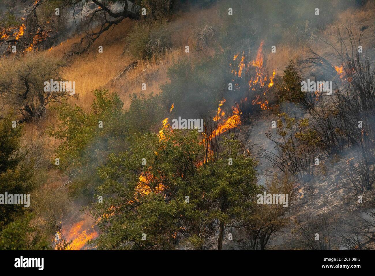 Un incendio controllato creato da segatrici con la Billings IA, un Bureau of Land Management equipaggio di attacco iniziale con sede a Billings, Montana, brucia il combustibile da fuoco durante le operazioni di burnout al complesso incendio di campo selvatico di agosto il 6 settembre 2020, nella foresta nazionale di Mendocino. Burnout prevede la rimozione di combustibile facilmente combustibile, come alberi e fogliame, contribuendo a prevenire la propagazione dell'incendio nelle terre selvatiche. I soldati con il 14° Battaglione dell'ingegnere brigata sono dispiegati nella California del Nord, su richiesta del National Interagency Fire Center, a sostegno del Dipartimento della Difesa dei vigili del fuoco delle terre selvatiche Foto Stock