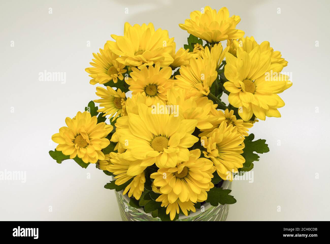 Crisantemo indicum - un bouquet di piccoli fiori gialli che fioriscono piacevolmente, su uno sfondo chiaro in una pentola decorativa Foto Stock