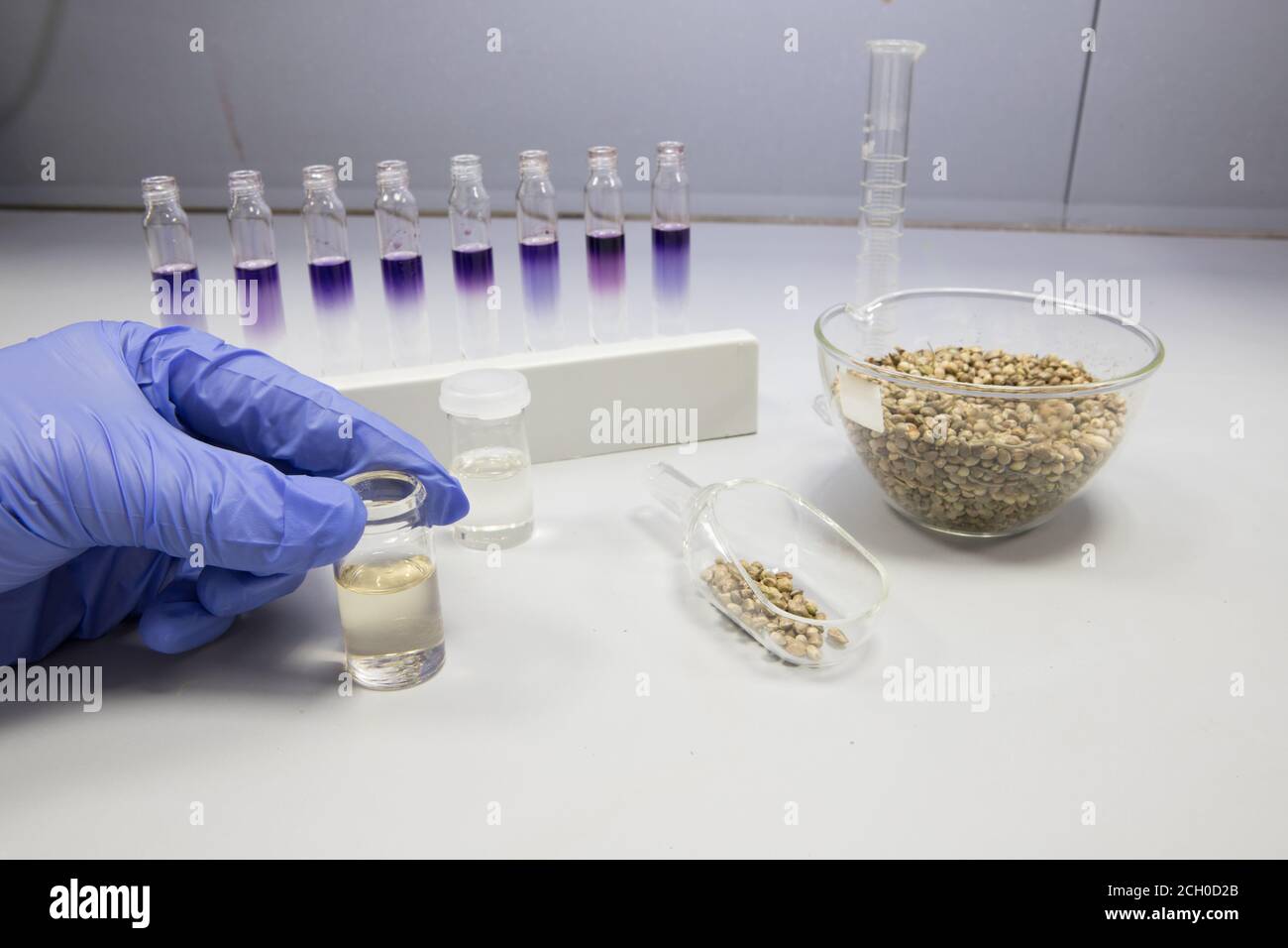 Scienziato in un laboratorio che contiene una piccola fiala di CBD olio e analisi per scopi medicinali Foto Stock