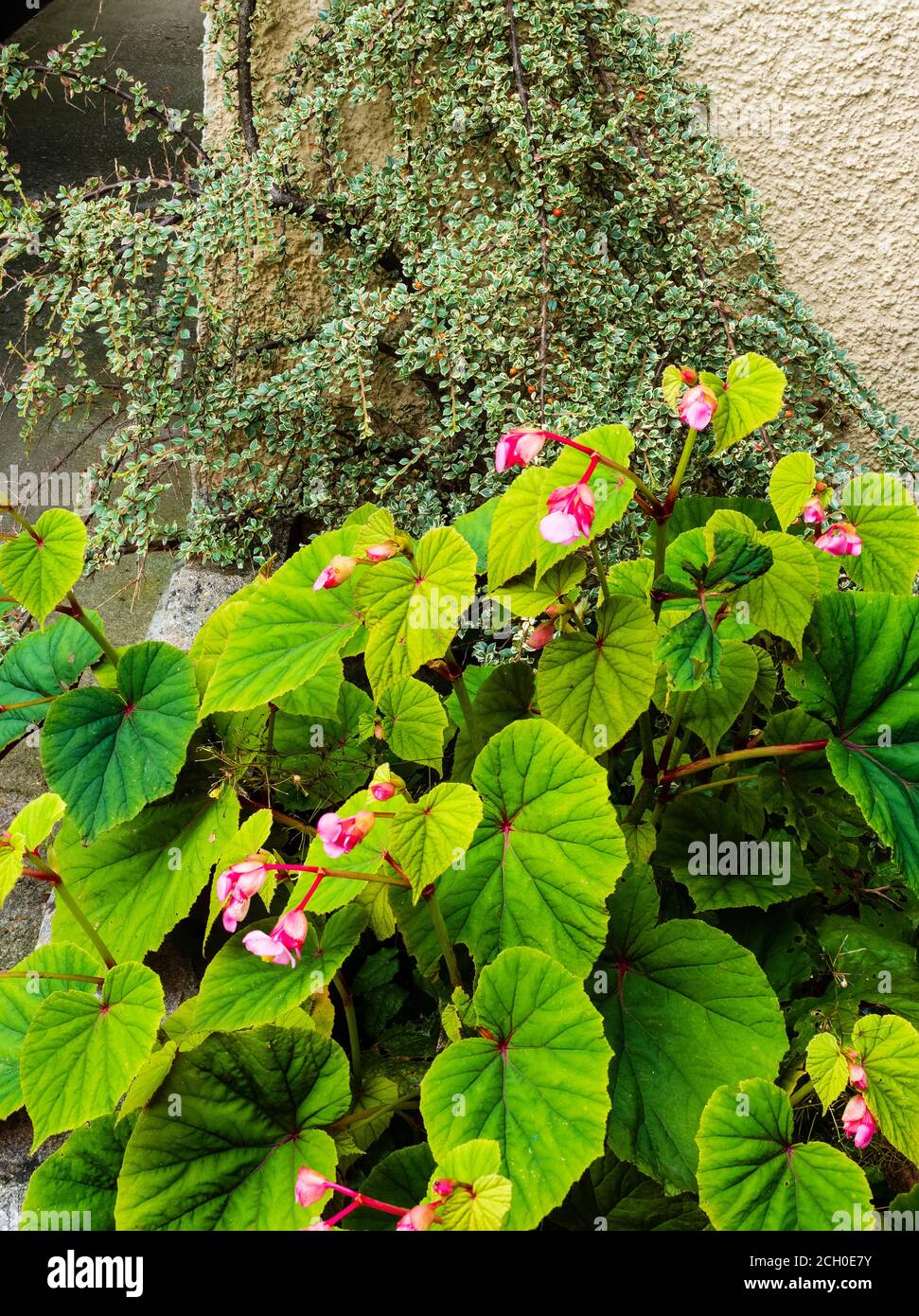 Impianto combinato di Begonia grandis var. Evansiana con fiori rosa e di Cotoneaster horizalis "variegata;" Foto Stock