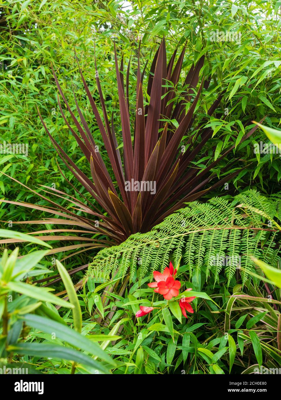 Cordyline australis 'Red Star' in una combinazione fogliame con le foglie di bambù nero, Phyllostachys nigra in un Devon, giardino britannico Foto Stock