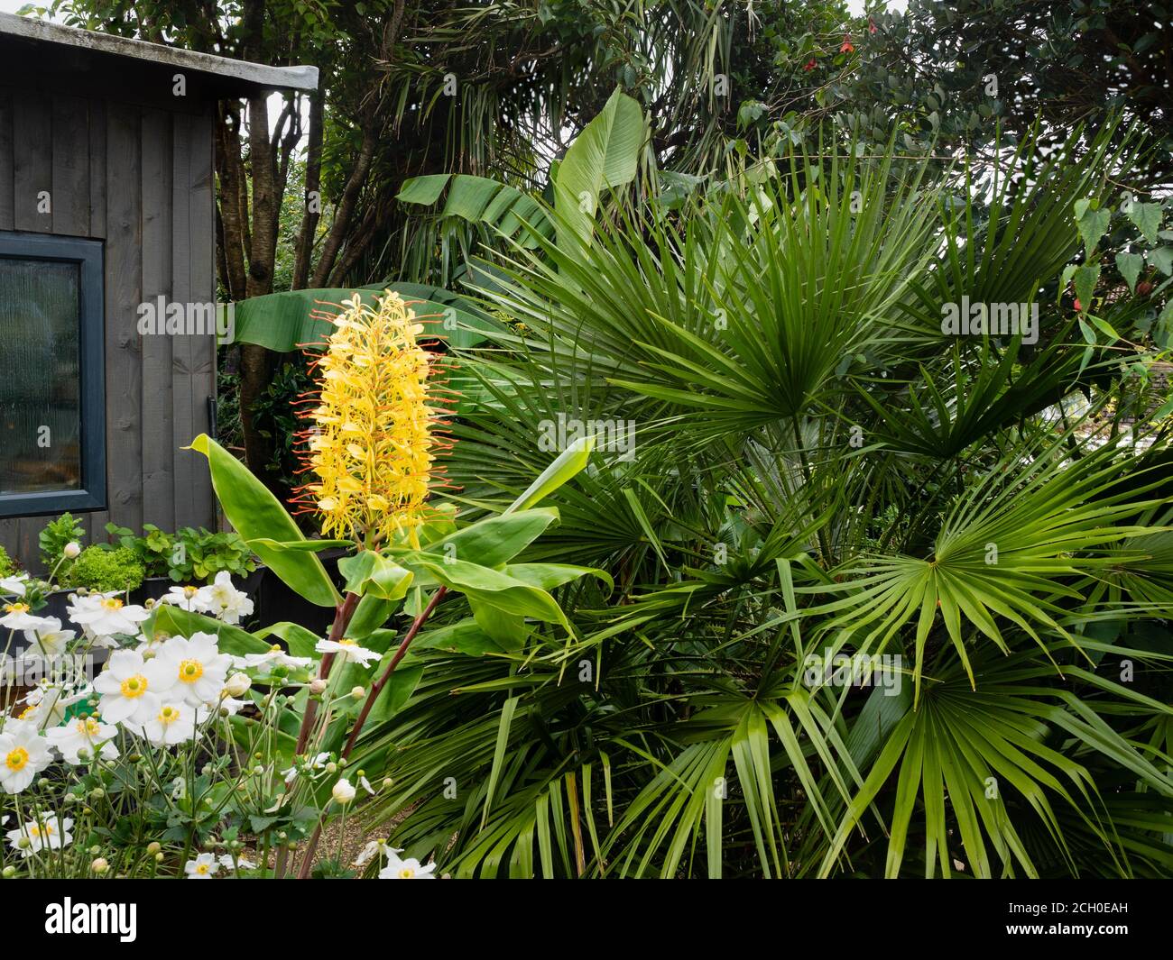 Giardino esotico con Hedychium gardnerianum, Chamaerops humilis, Anemone x hybrida 'Honorine Jobert' e Musa basjoo Foto Stock