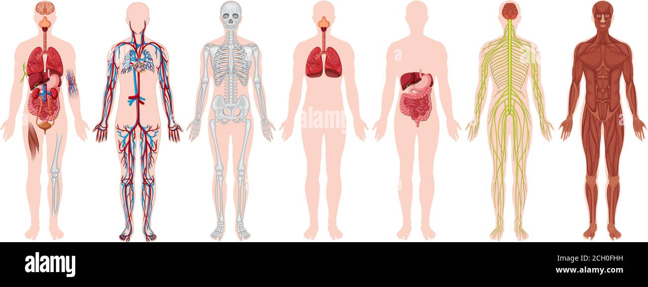 Set di figure anatomiche e del corpo umano Illustrazione Vettoriale