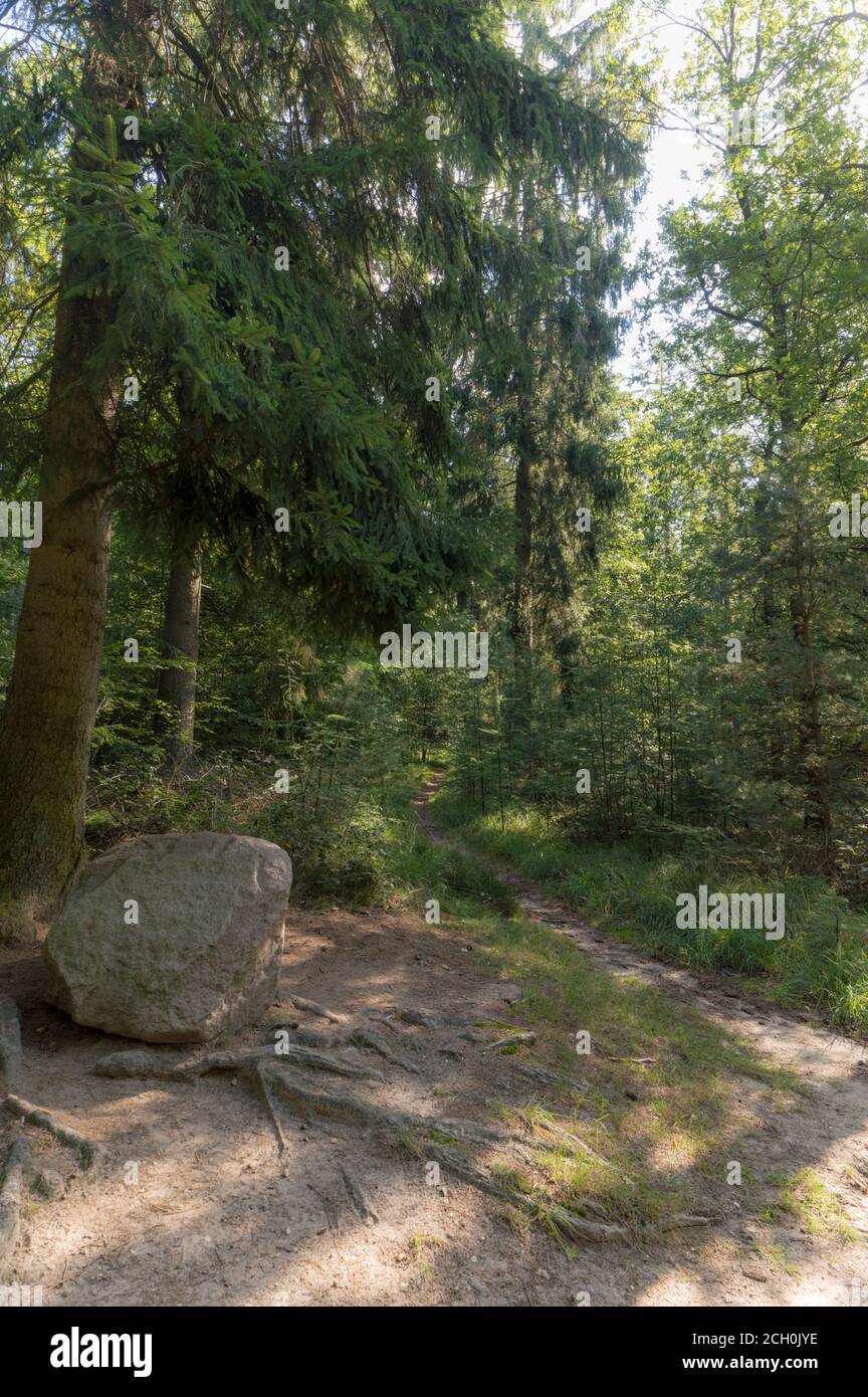 Un masso nel Forrest Foto Stock