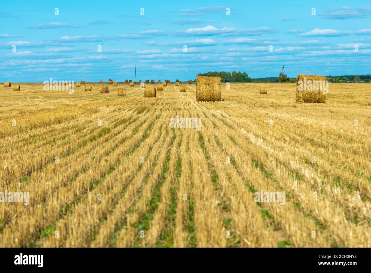 Balle di fieno sul campo agricolo dopo raccolto giorno estivo soleggiato, campo coltivato, orizzontale Foto Stock