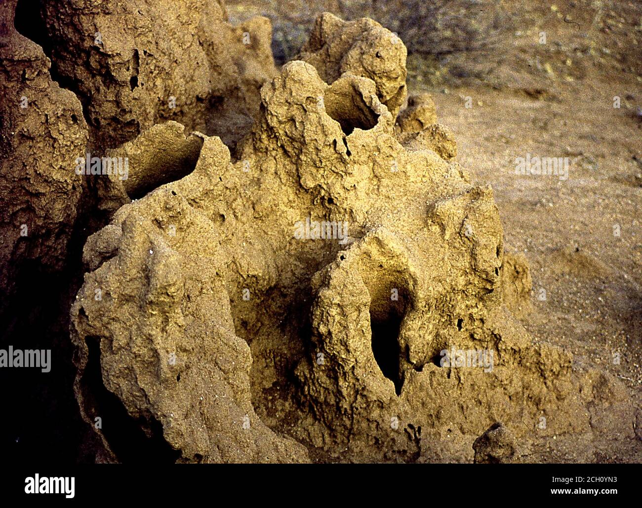 Tumuli di termite nella savana africana con la mongoose Foto Stock