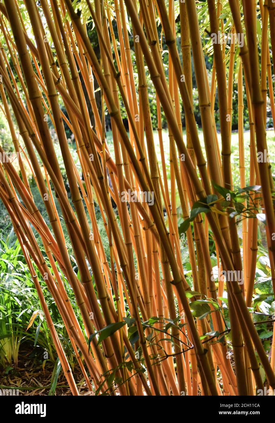 bambù dorato, Phyllostachys aurea , inghilterra Foto Stock