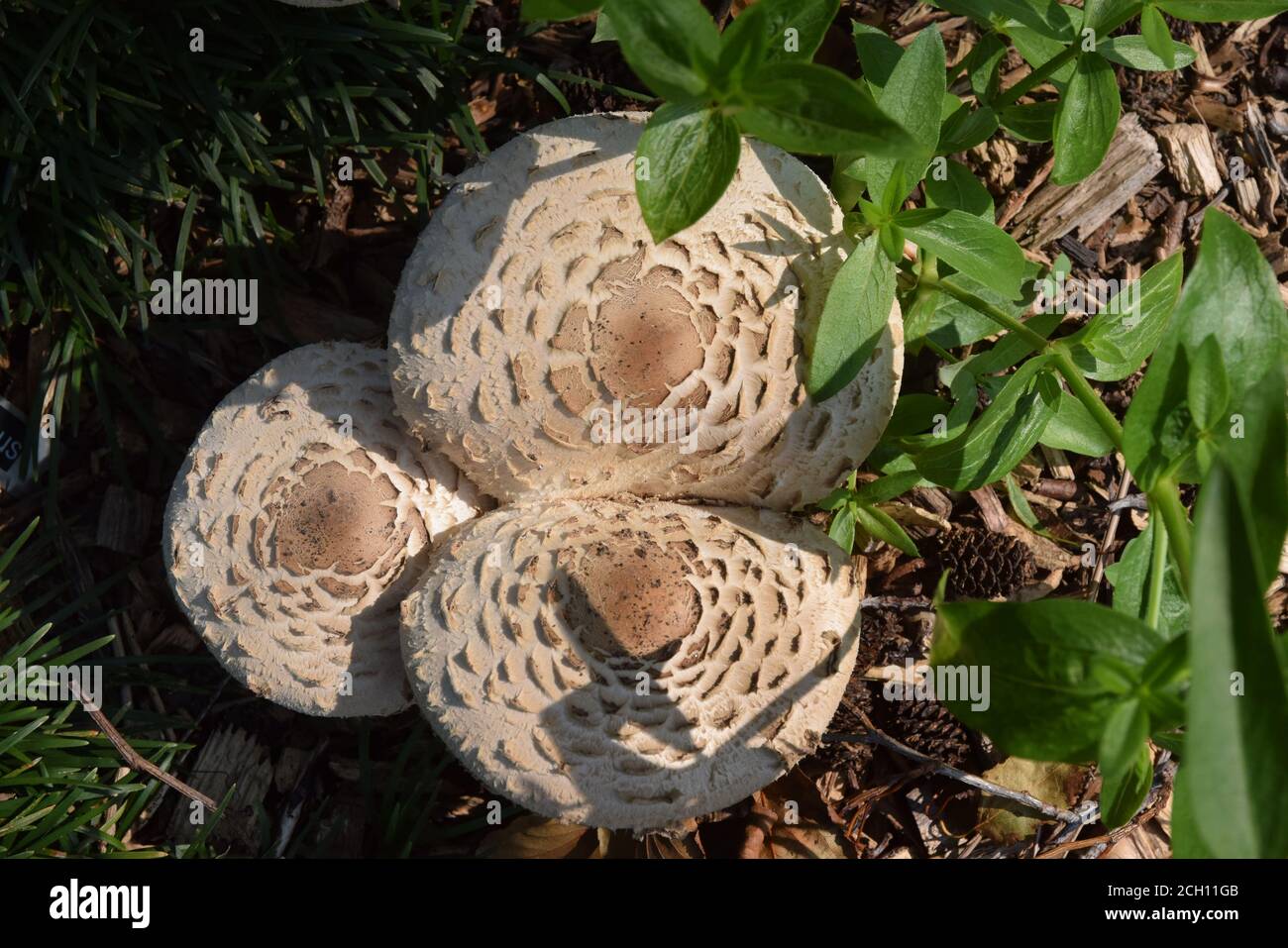 funghi parasoli, suffulk, inghilterra Foto Stock