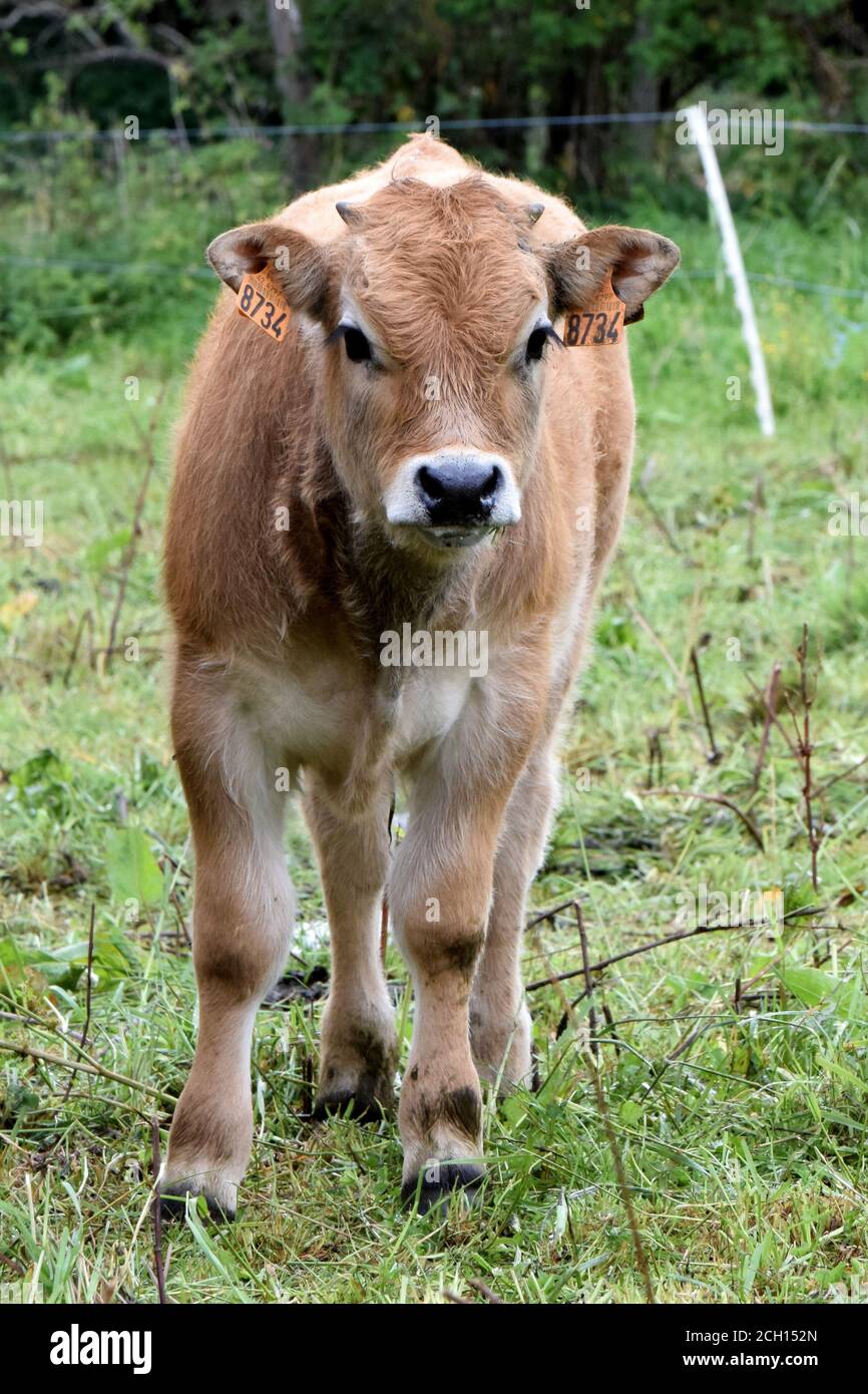 Ritratto de veau Aubrac Foto Stock