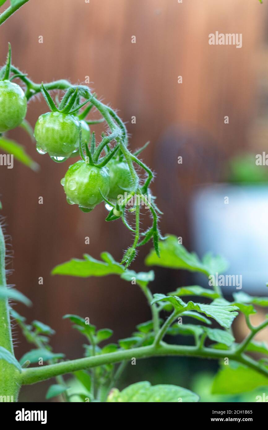 Closeup di giovane pianta di pomodoro ciliegia con un mazzo di pomodori verdi e gocce d'acqua Foto Stock