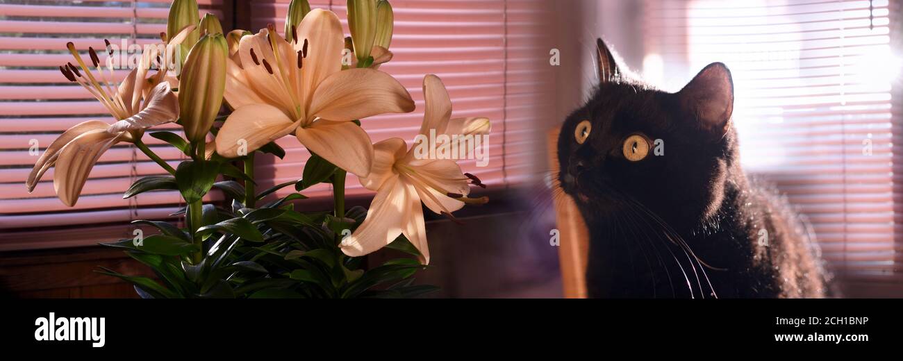gatto nero e bouquet di gigli gialli sulla finestra veranda Foto Stock