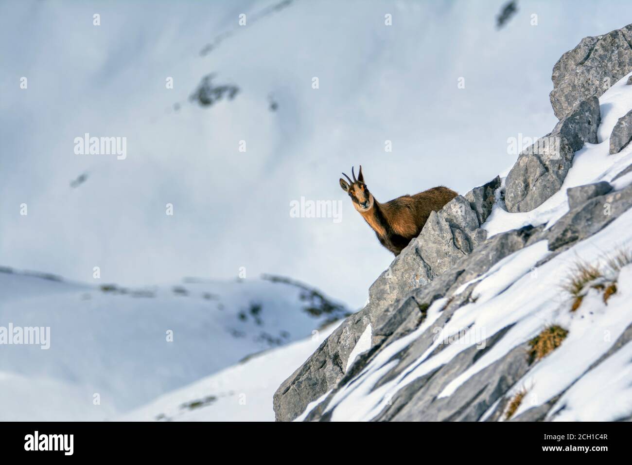 Il camoscio nella neve sulle cime del Parco Nazionale Picos de Europa in Spagna. Rebeco,Rupicapra rupicapra. Foto Stock