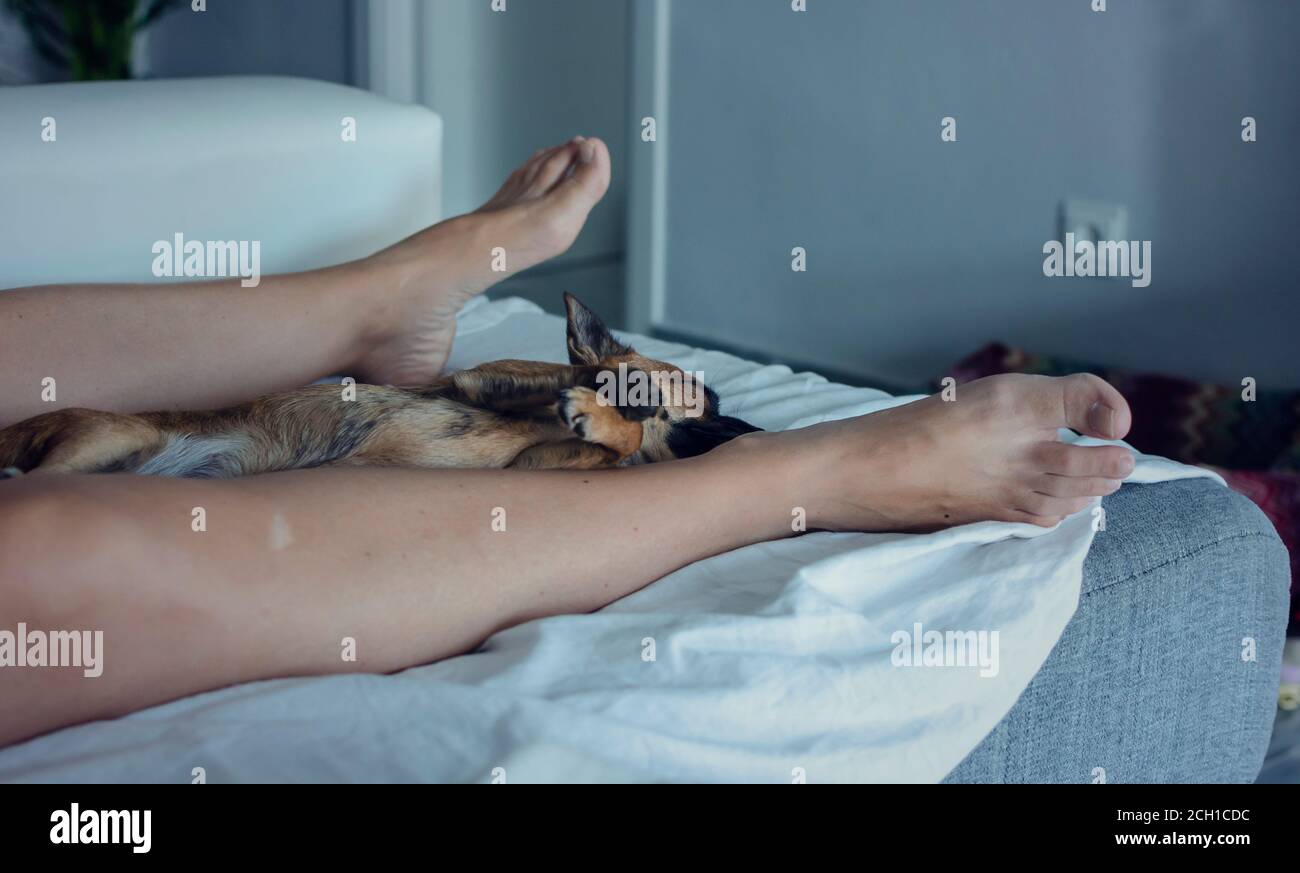 Chihuahua dormendo tra le gambe del proprietario su un divano. Tempo Siesta. Messa a fuoco selettiva sulle zampe. Sfondo sfocato. Foto Stock